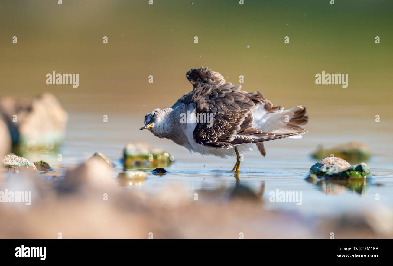 Temminck`s Stint (Calidris temminckii), Avrupa ve Asya kıtalarının kuzey kesimlerinde yaşayan bir sulak alan kuşudur. Bataklık alanlarda beslenir. Stock Photo